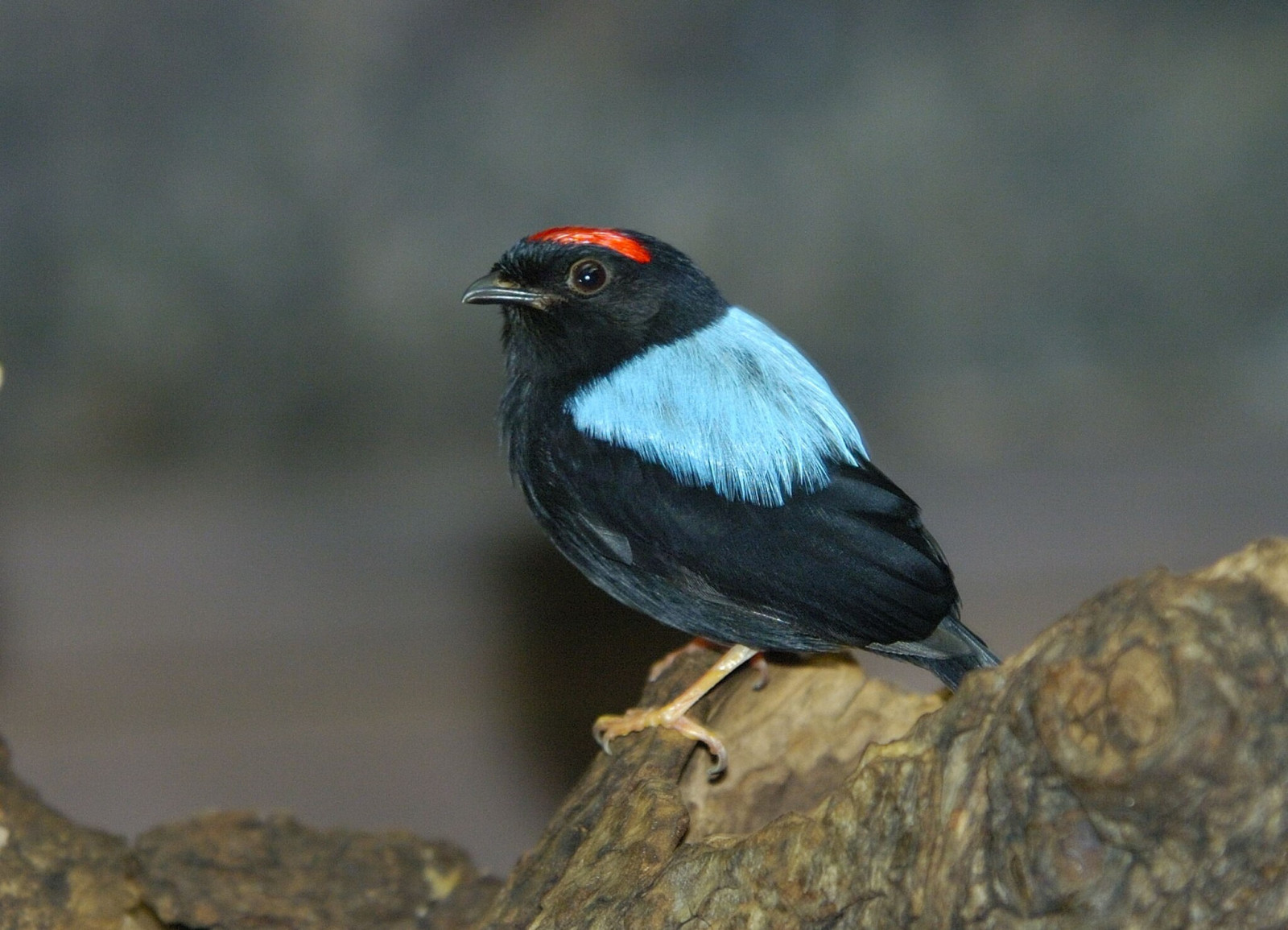 image Blue-backed Manakin